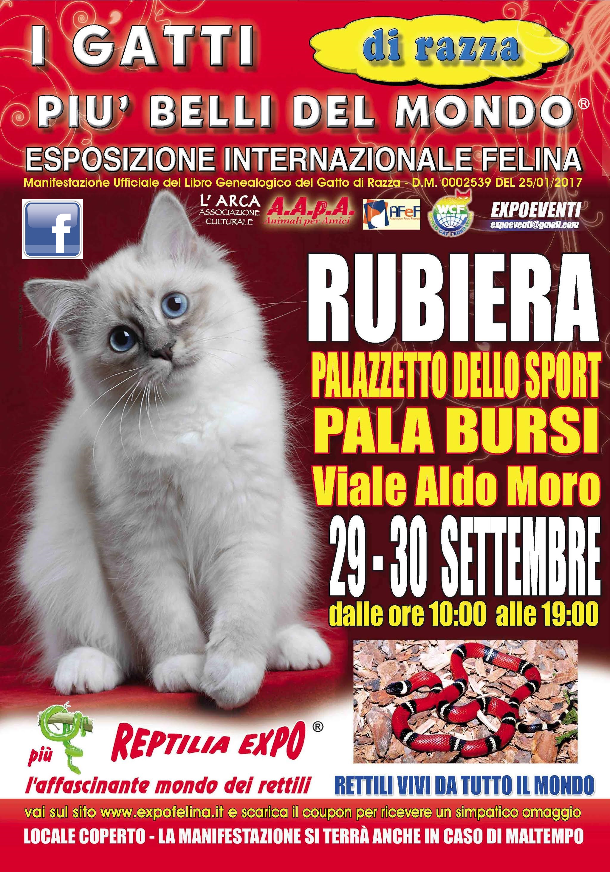I Gatti Piu Belli Del Mondo Esposizione Internazionale Felina A